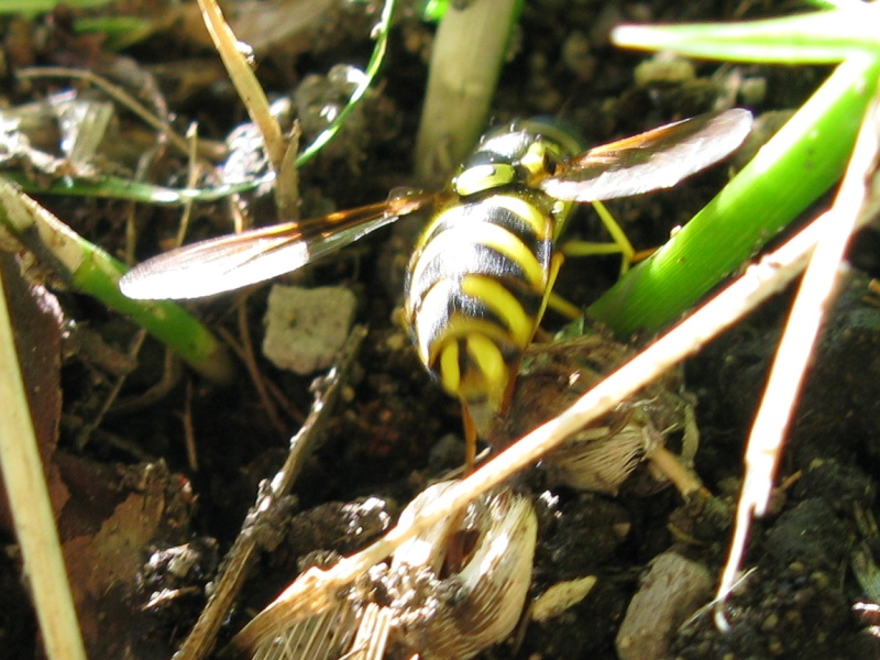 Chrysotoxum intermedium F (Syrphidae)